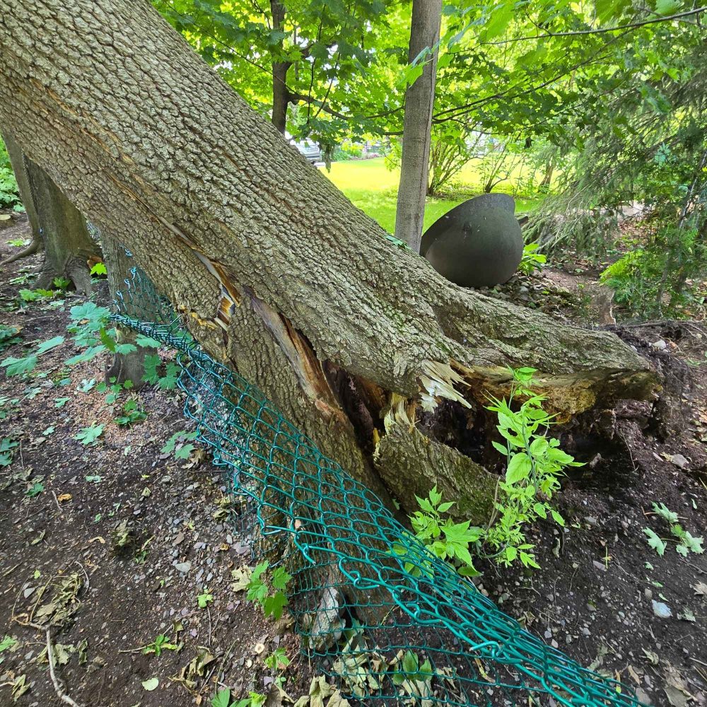 inspection arbre