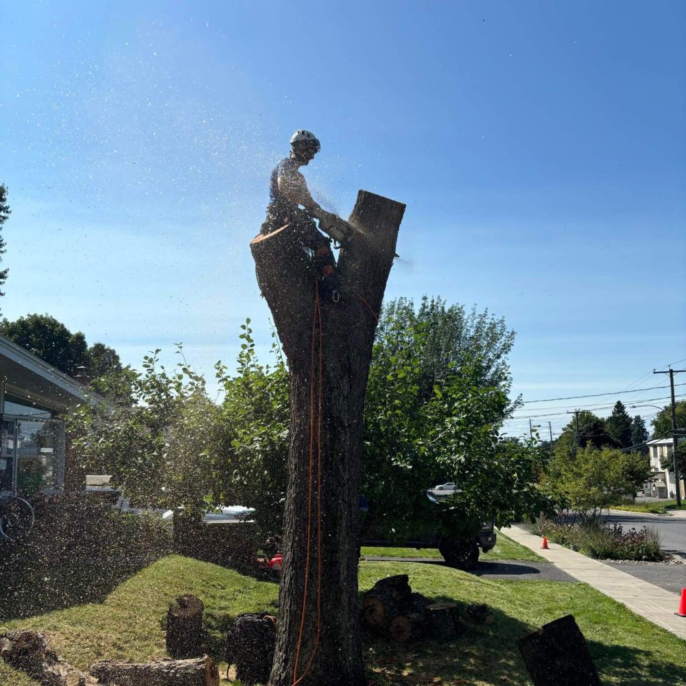 rapport d'abbatage arbre